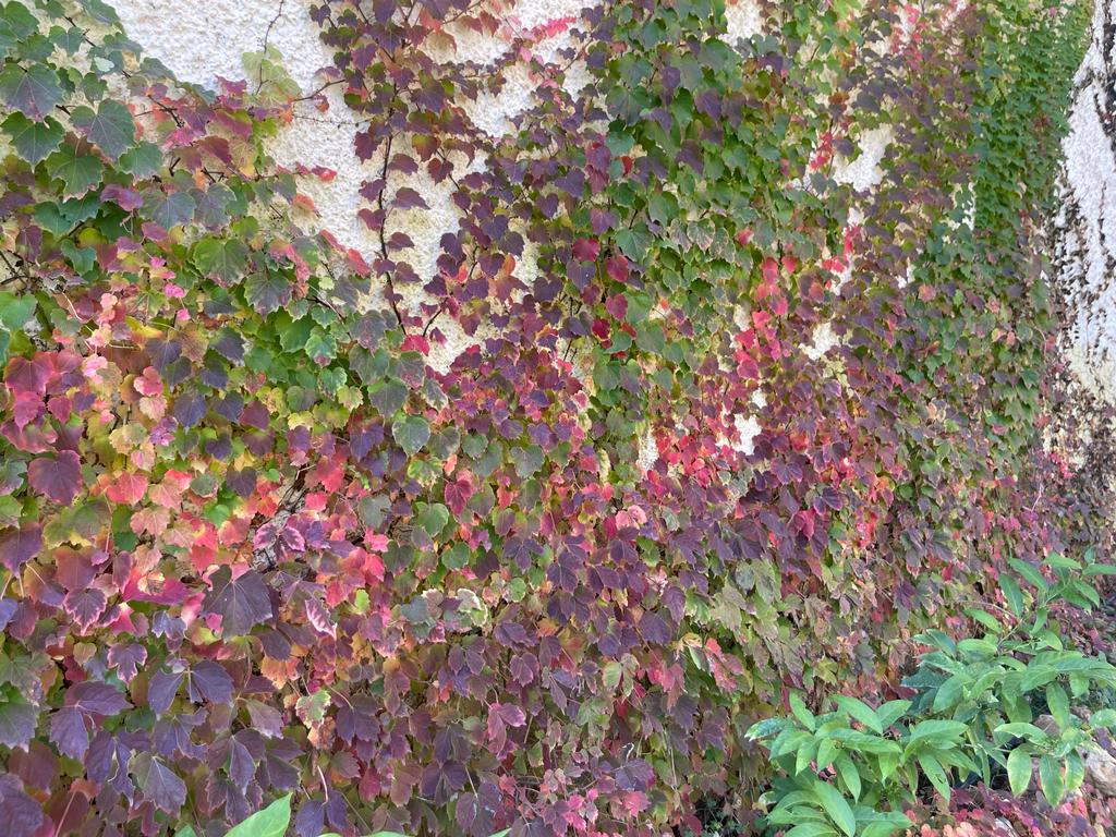 club-social-jardin-3